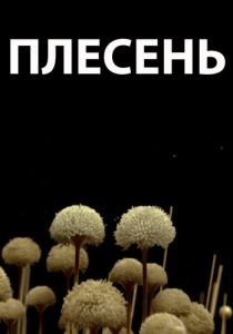 Плесень 2009
