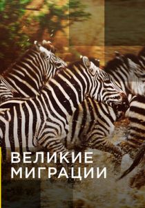 Великие миграции 2010