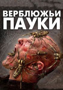 Верблюжьи пауки 2011