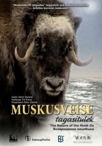 Возвращение овцебыка 2008