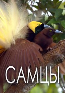 Самцы 2019