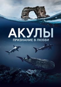 Акулы. Признание в любви 2022